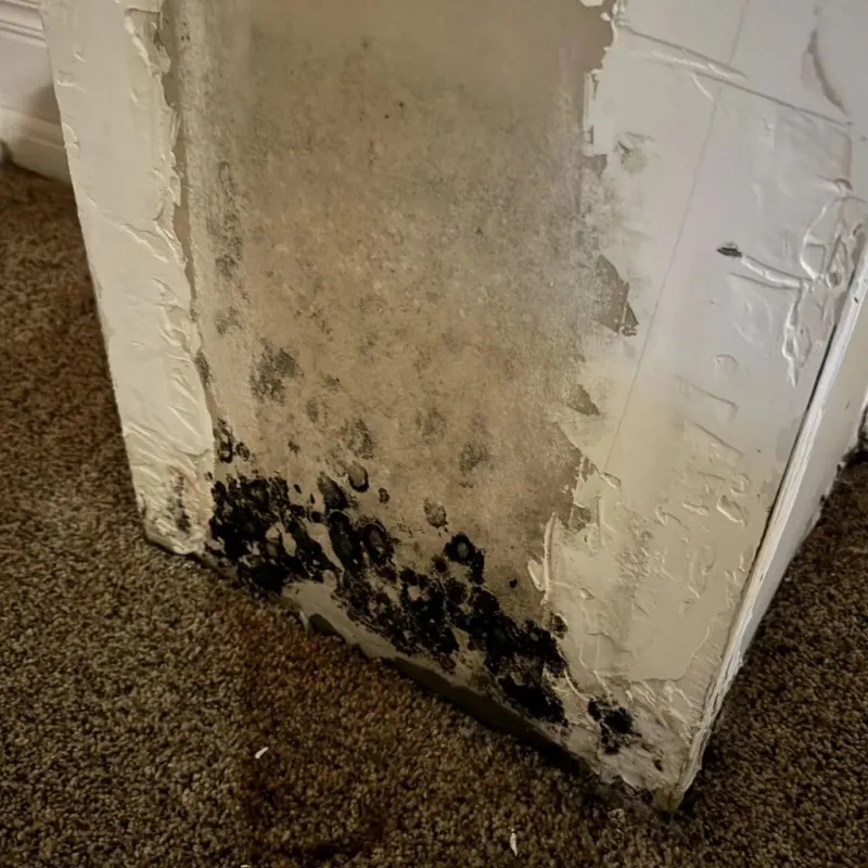 Professional Mold Removal in Howe, TX